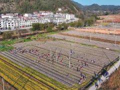 江西永丰：投入17万扩大黑木耳种植规模