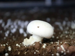 年产值破亿元！西南最大智能化双孢菇种植基地产品远销中亚