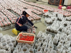 标准化菌种厂发力 洛河乡菌产业实现全链条升级