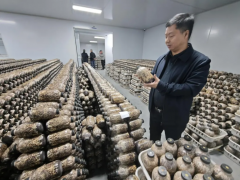 菌种瓶里的“数字革命”|陕西春森菌业智慧农业现场直击