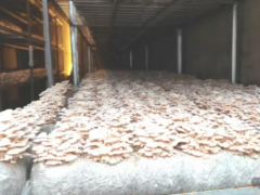 织金：智能烤烟房试种食用菌初显成效