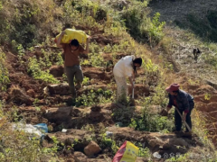 澜沧富东：林下茯苓获丰收 点“绿”成“金”有良方