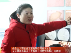 周晴晴：小蘑菇种出兴农富农大梦想