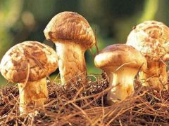 姬松茸覆土团粒结构调节技术要点