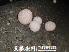 科技点菌成金 “黔菌”的喀斯特突围战