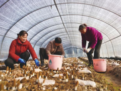 远安首批早播羊肚菌喜获丰收