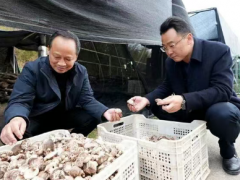 房县加快推进椴木食用菌品牌提升工作