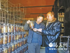 山阳：“猪苓大王”扎根乡土育“黑金”