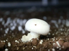 西南地区生产规模最大的智能化双孢菇生产基地，双孢菇单季总产量可达20吨