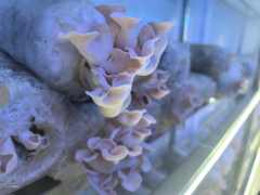 易门：数字菌菇农业“方舱”加速落地 打造全省智慧种植新高地
