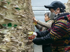“巴南产”秀珍菇鲜销全国供不应求！三期项目建设已提上日程