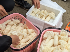 贵州麻江：智慧竹荪反季上市 抢占春节餐桌
