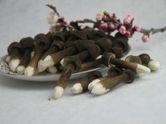 海垦神泉集团在橡胶林下试种黑皮鸡枞菌