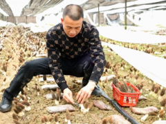 贵州万山:订单纷至来 羊肚菌产销旺