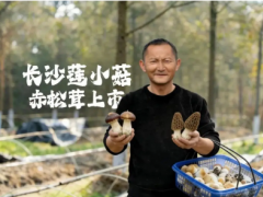 风物良食 | 秸秆变菌床，湘江新区莲花镇赤松茸大丰收