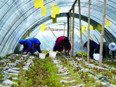 500亩羊肚菌喜获丰收 特色产业拓宽致富渠道