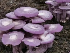 紫花脸香蘑高产栽培技术