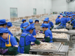 小小菌菇撑起10亿元产业，市场不仅覆盖国内，更远销东南亚