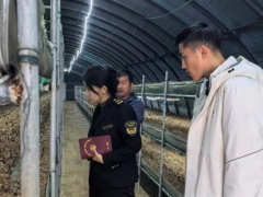 梁山县小安山市场监管所丨精准帮扶鸡枞菌养殖企业提质升级