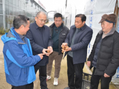 随州积极探索反季节天麻种植，破解产业发展瓶颈