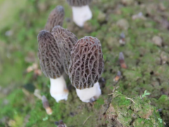 羊肚菌病害综合防控技术