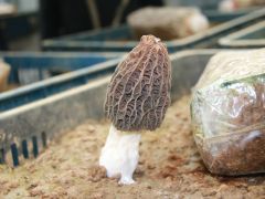 羊肚菌栽培“十年九不稳”？问题可能出在菌种的基因型不完整上