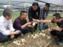 世界香菇看中国,中国香菇看随州!500亿产值背后的“新质”密码
