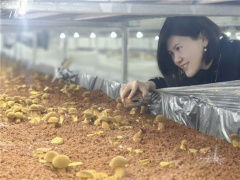 从“靠天吃菌”到看“基因图”养菌——云南省科学家为中华腐生牛肝菌绘制染色体级基因组图谱